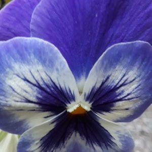 Meet your Posher, Debra